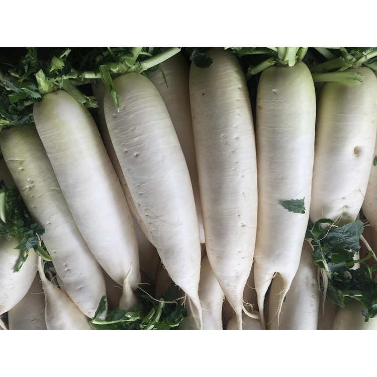 Explore el valor nutricional de New Crop Fresh Radish para mejorar la inmunidad e inhibir el crecimiento de células cancerosas